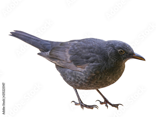 young, Eurasian Blackbird (Turdus merula), cut out, isolated on white background © Robin