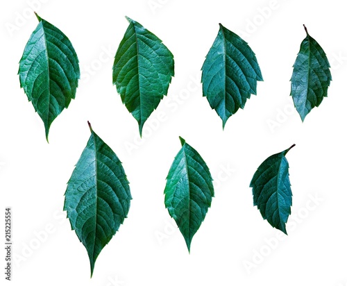 Set of green leaves on white background