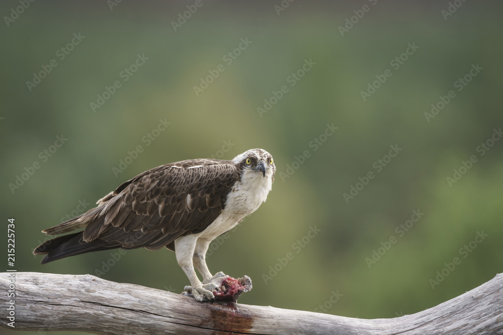 Fototapeta premium Osprey_412