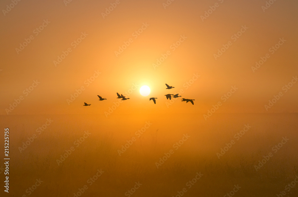 Flight of Geese at Sunrise Flight of Geese at Sunrise