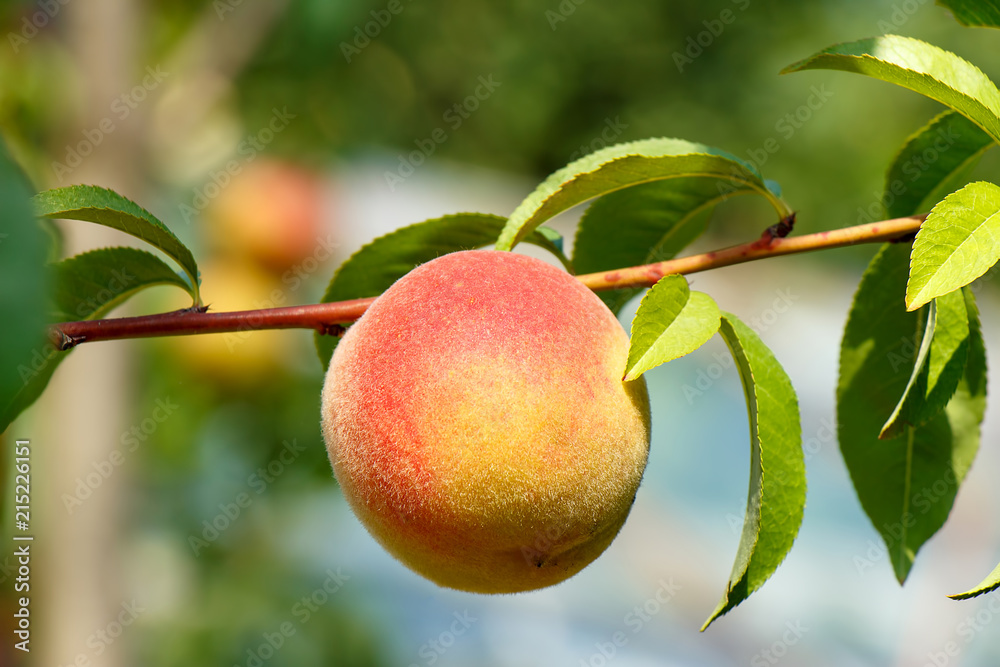 Peach ripens on a tree branch