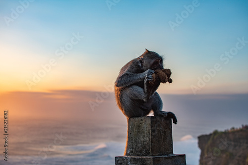 Monkey near ocean Eating soft toy at sunrise. Sunset at uluwatu temple in southern Bali. Wildlife. photo