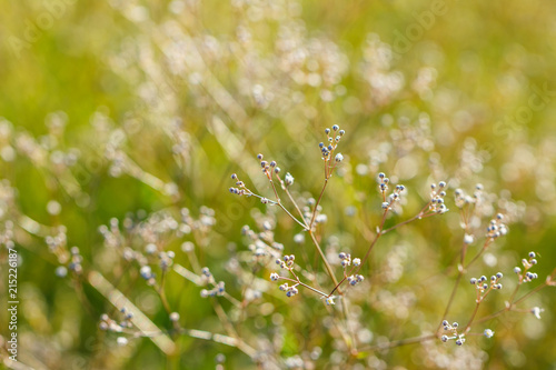 abstract background beautiful grass blurred soft focus Sunny day
