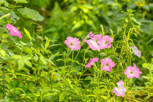 Petunia flowers bloom in the green garden photo