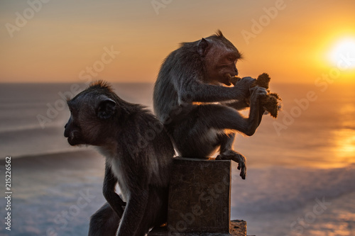 Two Monkey near ocean, one Eating soft toy at sunrise. Sunset at uluwatu temple in southern Bali. Wildlife. photo