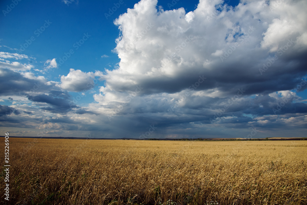 Yellow wheat field against a blue sky Yellow wheat field against a blue sky