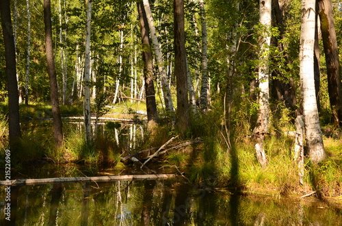 pond in the forest