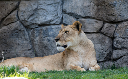 Beautiful lioness portrait. 