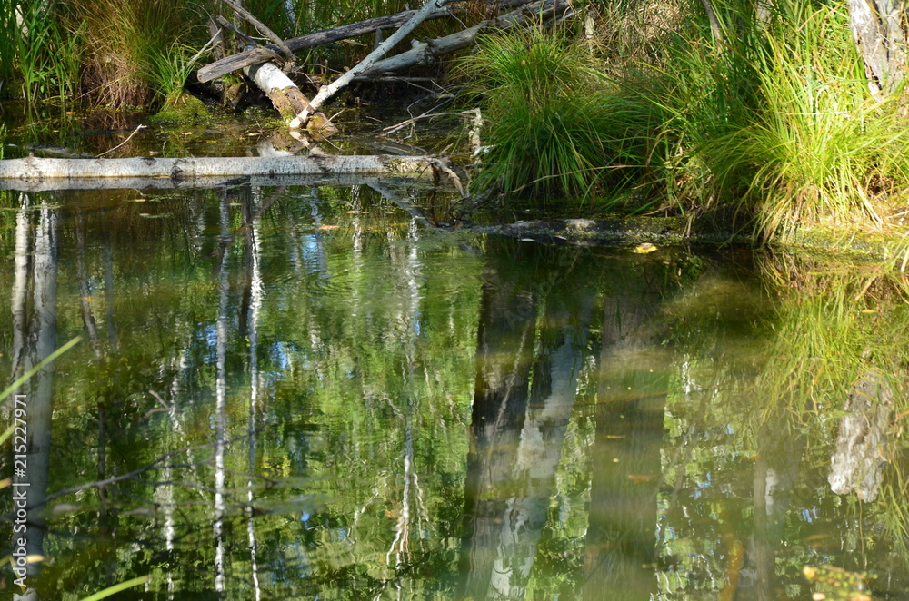 pond in the forest pond in the forest