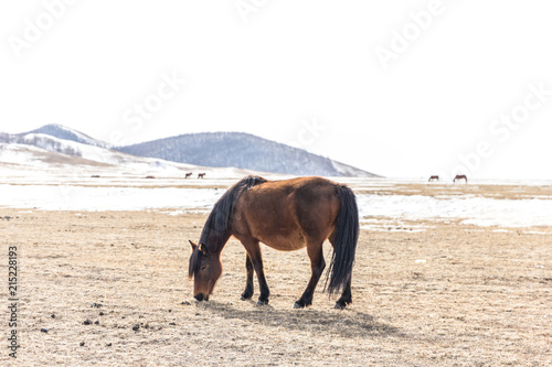 horse on grassland