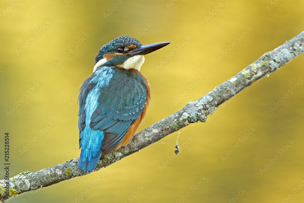 Common kingfisher. Alcedo atthis