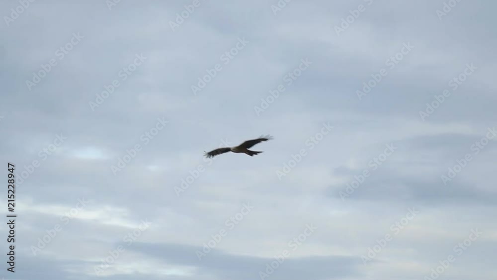 Bird of prey flying against the cloudy sky Bird of prey flying against the cloudy sky