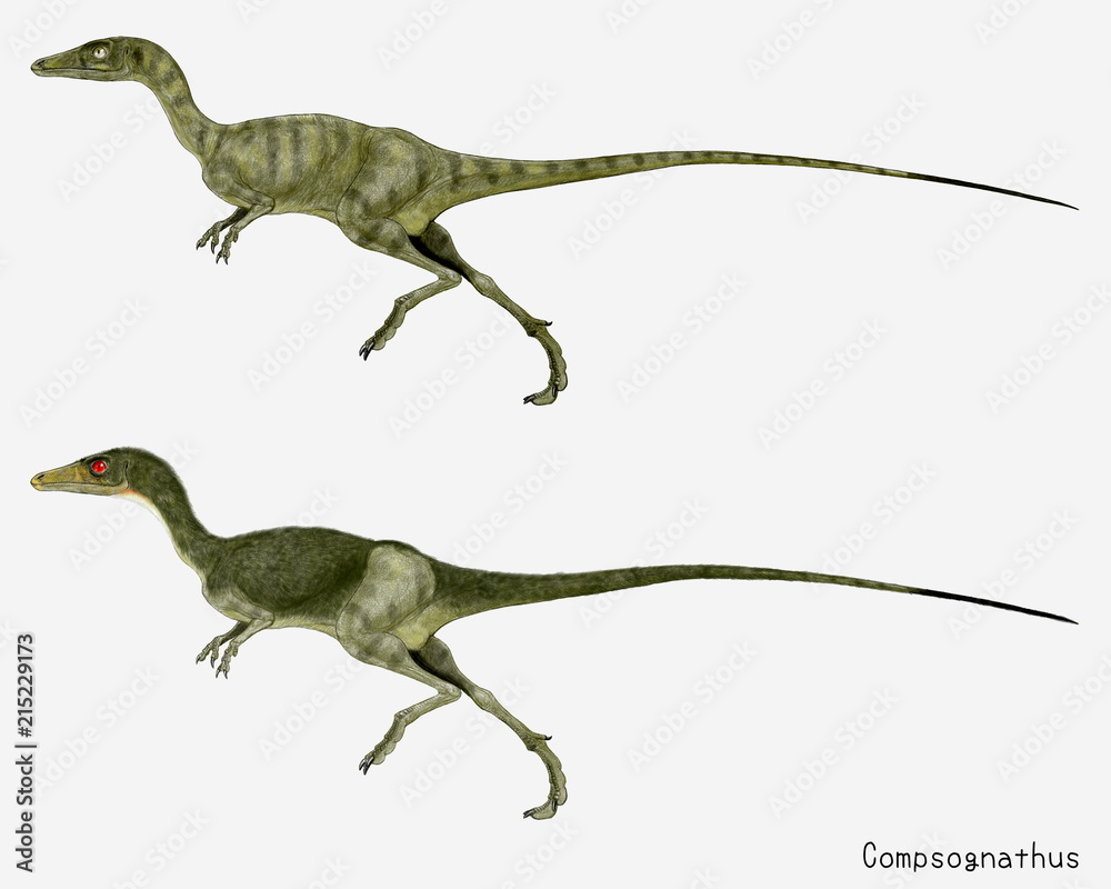 コンプソグナトゥス。ジュラ紀後期の小型の獣脚類、体毛なしと体毛ありの個体を描いたイラスト画像です。 コンプソグナトゥス。ジュラ紀後期の小型の獣脚類、体毛なしと体毛ありの個体を描いたイラスト画像です。