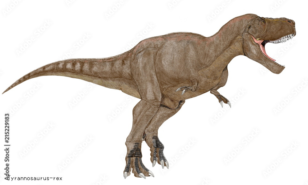 ティラノサウルス レックス 白亜紀の代表的肉食恐竜のイラスト画像 大型のために過度のカモフラージュ色を避け 茶系の体色を採用した Stock Illustration Adobe Stock