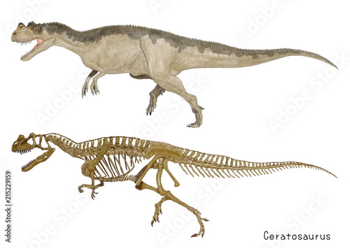 ケラトサウルス。ジュラ紀後期の代表的な肉食恐竜の骨格図と肉付け図の二つをそろえたイラスト画像です。 © Mineo