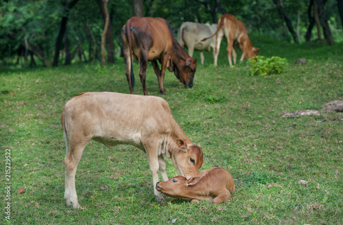 Fototapeta Naklejka Na Ścianę i Meble -  Calves playing outside with cows. Natural farm scene near forest.
