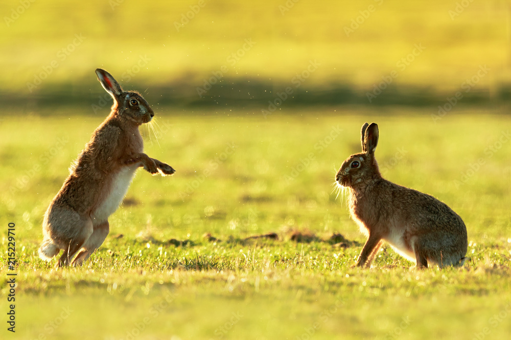 Obraz premium Brown Hares together
