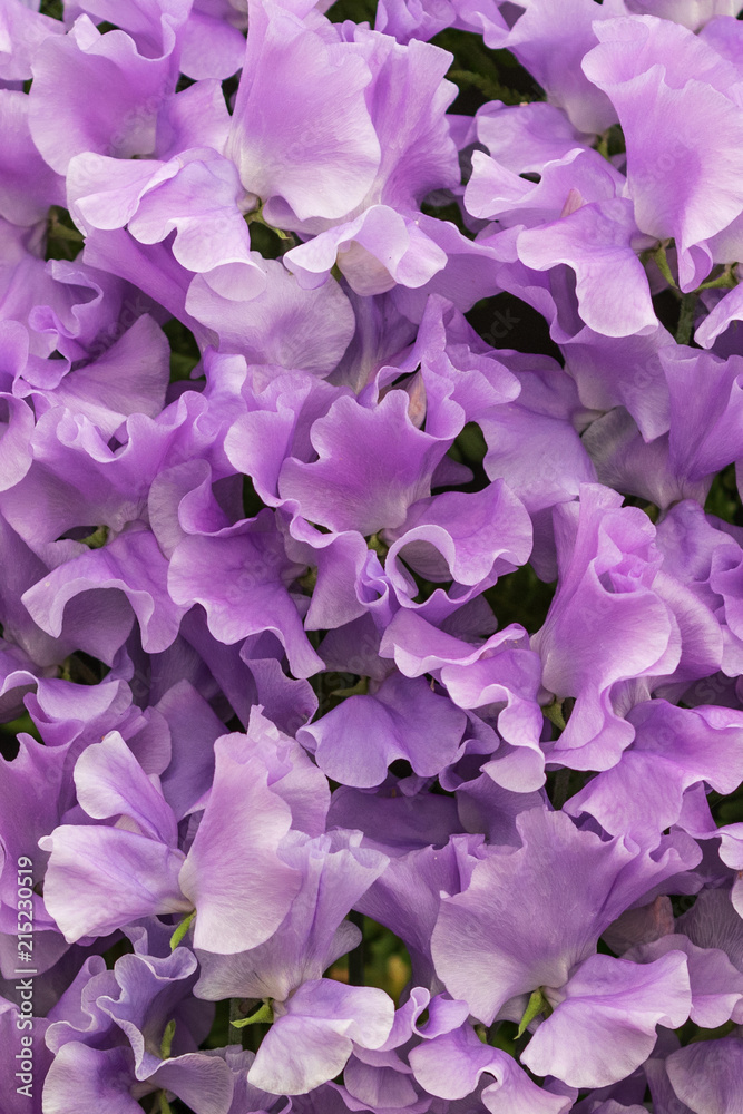 Sweet pea (Maestro)
