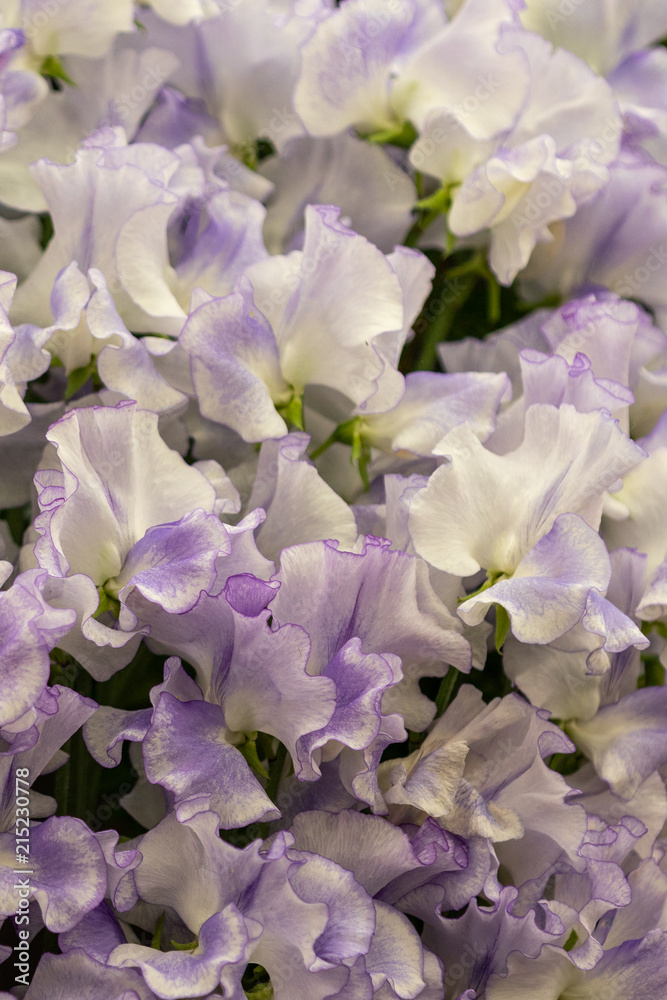 Sweet pea (Dot Com) Sweet pea (Dot Com)