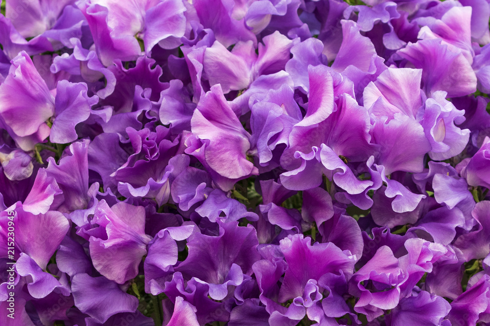Sweet pea (Our Harry) Sweet pea (Our Harry)