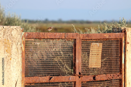 Oiseau sur vieux portail