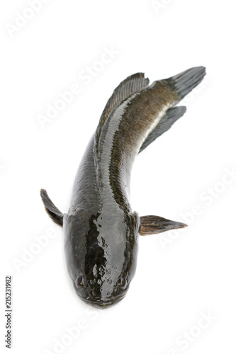 Image of striped snakehead fish isolated on white background,. Aquatic Animals.