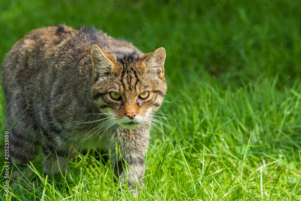 Scottish Wildcat