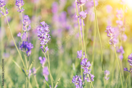 Lavender violet flowers on field