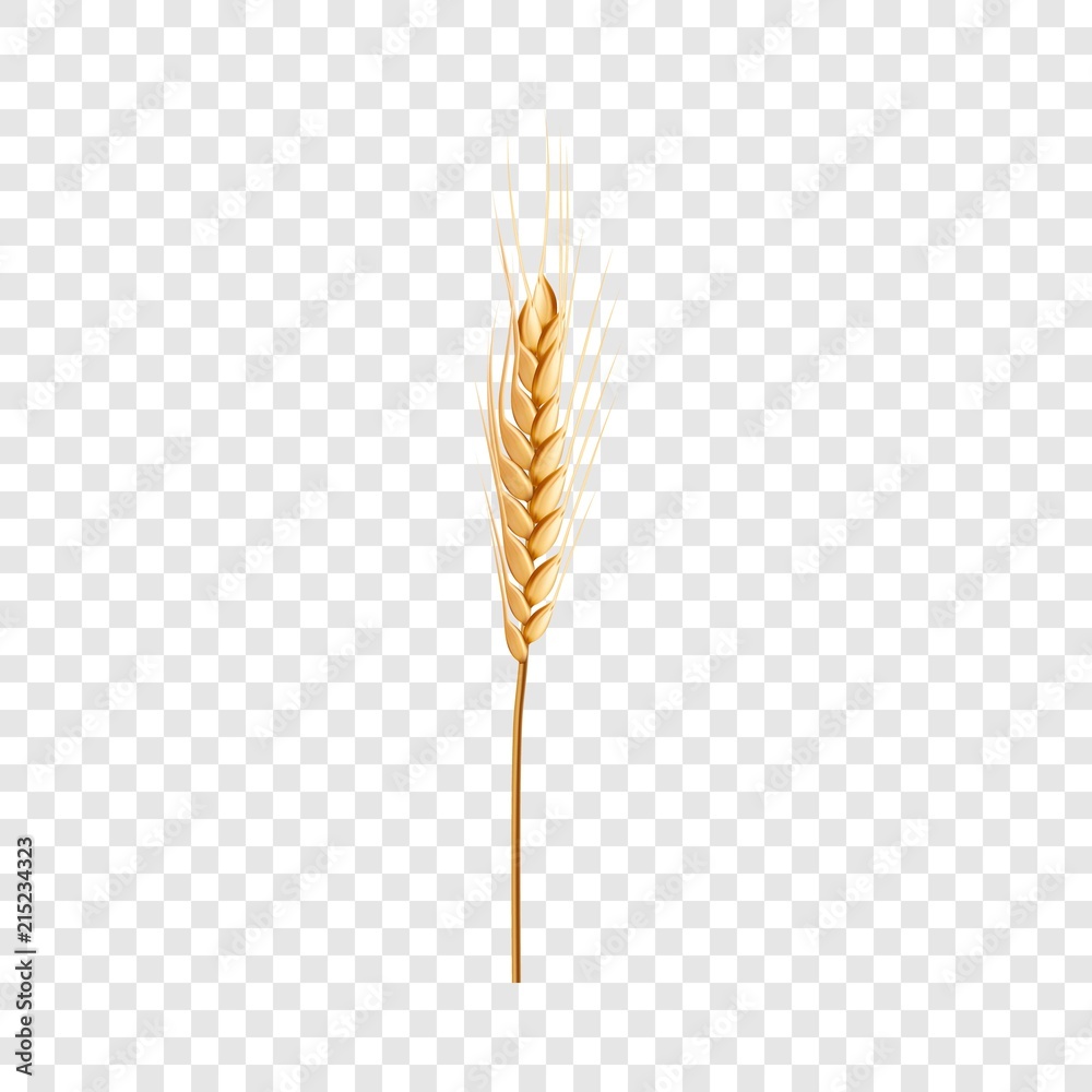 Natural wheat icon. Realistic illustration of natural wheat vector icon for on transparent background - obrazy, fototapety, plakaty 