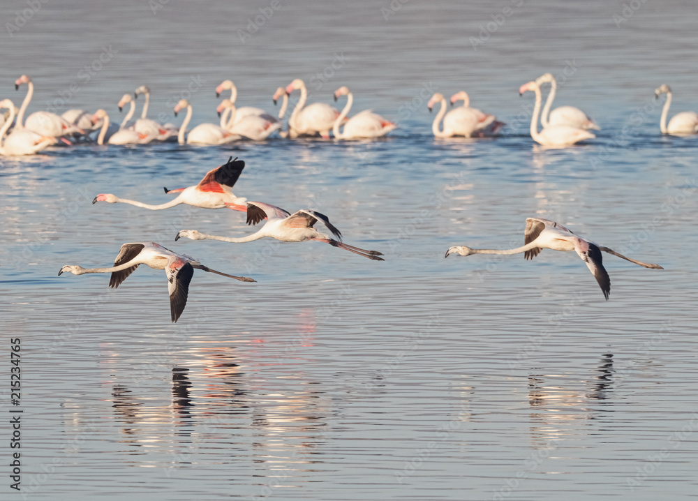 Greater Flamingo Flyby