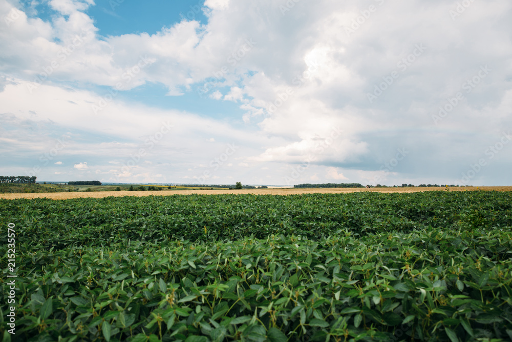 field of soybeans on blue sky background