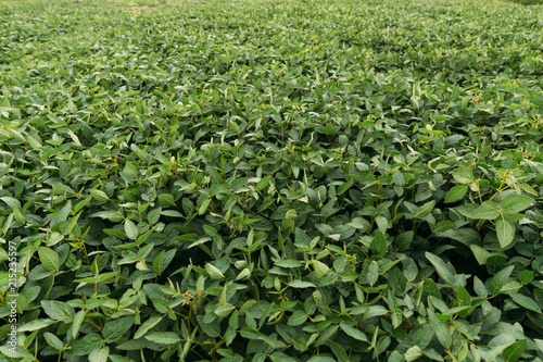 soybean leaves on the field