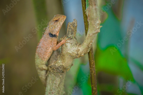 Chameleon in Thailand