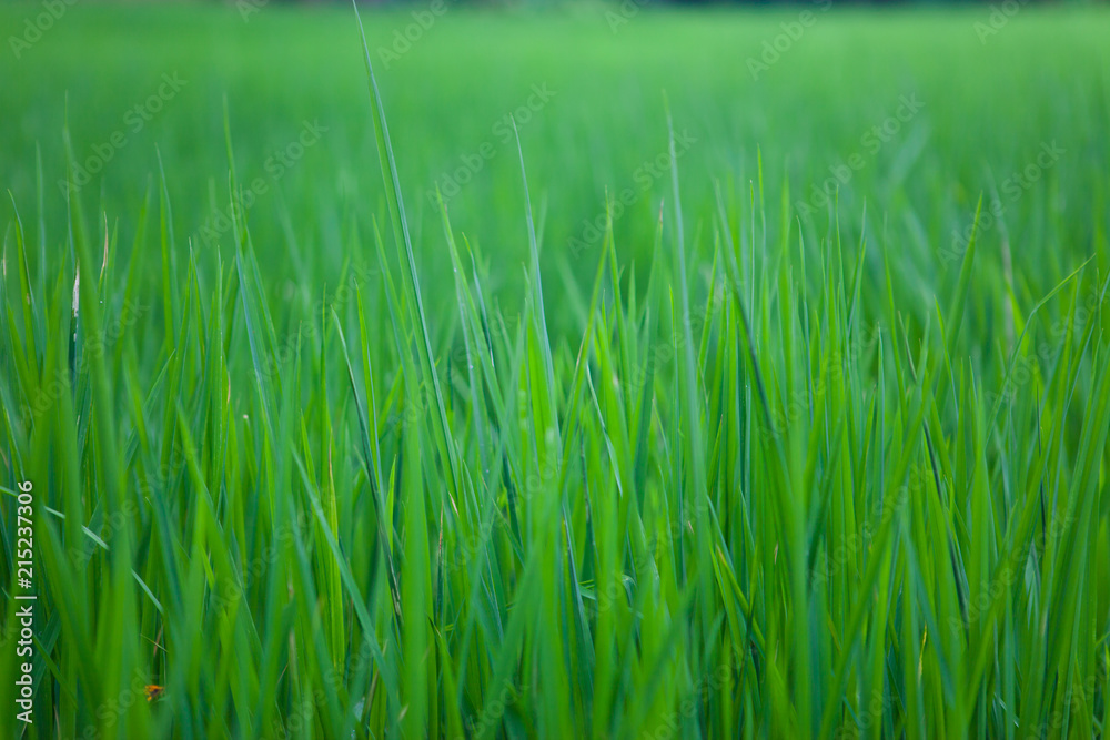 paddy field