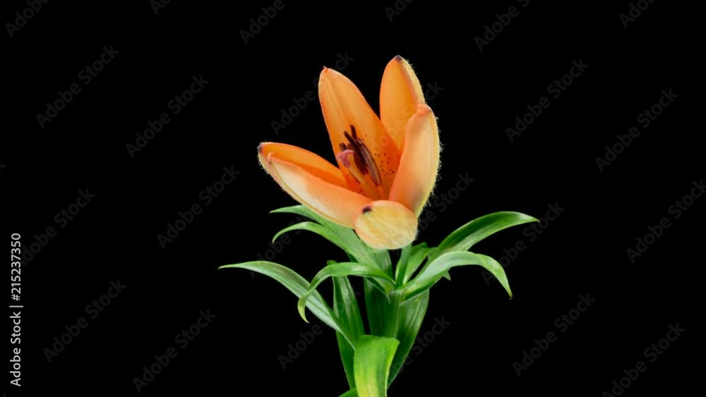 Blooming orange Lily on black background