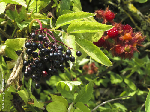 Holunder und Himbeeren