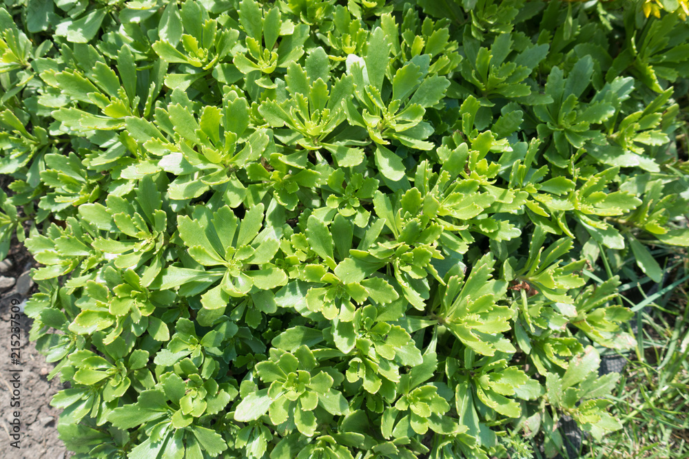 Fresh bright green leaves of Sedum kamtschaticum Fresh bright green leaves of Sedum kamtschaticum