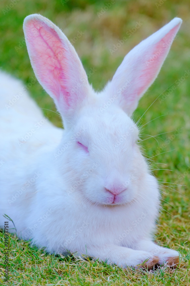 White rabbit with pink ears on the grass