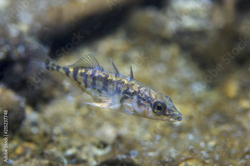 Freshwater fish Three spined stickleback (Gasterosteus aculeatus) in the beautiful clean pound. Underwater shot in the lake. Wild life animal. Nature habitat with nice background. River habitat.