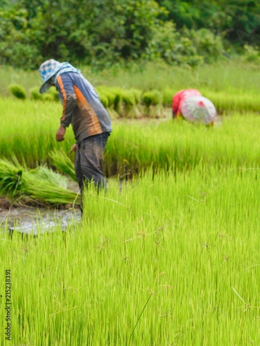 Agriculture in rice fields