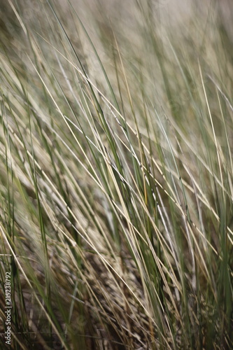 Close up of beach grass at Booti Booti Beach, Port Stephens, NSW, Australia.