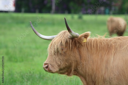 фотографія Highland coo