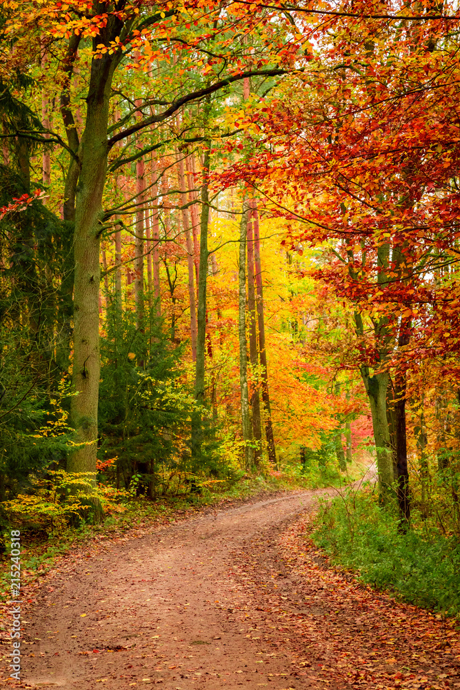 Beautiful path in the autumn forest, Europe