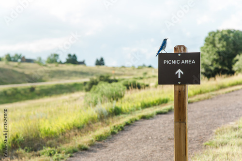 Mountain Bluebird on a Picnic Area Sign on Coyote Song Trail at South Valley Park Open Space in Jefferson County, Colorado photo