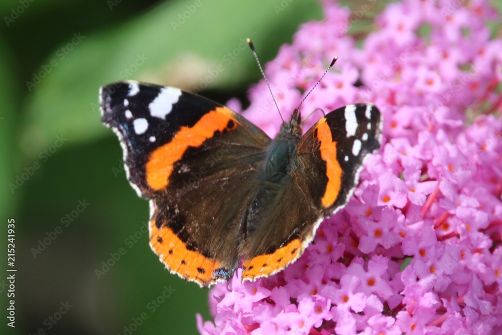 Beautiful butterfly Beautiful butterfly