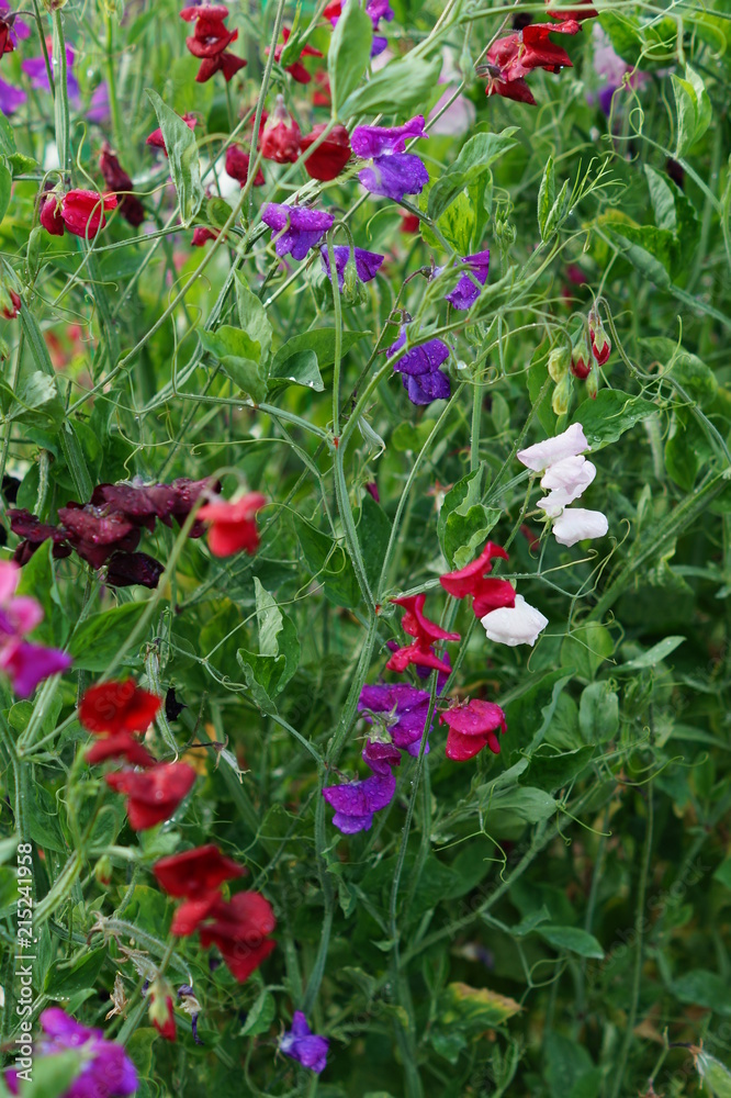 Sweet Pea Sweet Pea