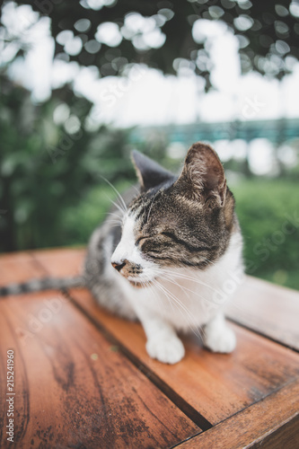 Fototapeta Naklejka Na Ścianę i Meble -  Beautiful Stray Cat on a bench at the park