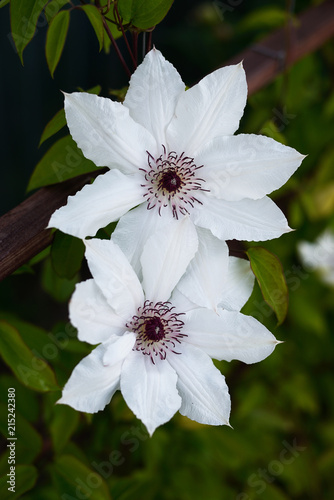 clematis flowers