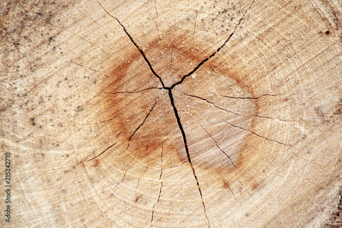 Texture background of Log of wood.