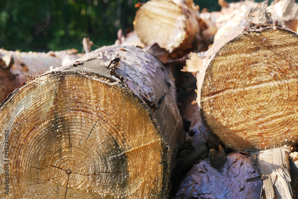 Pine logs close-up in the forest. Pine logs close-up in the forest.